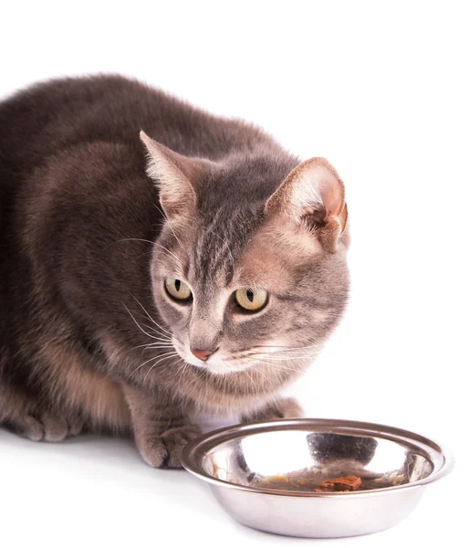 Blå tabby katt wth skål med mat — Stockfoto