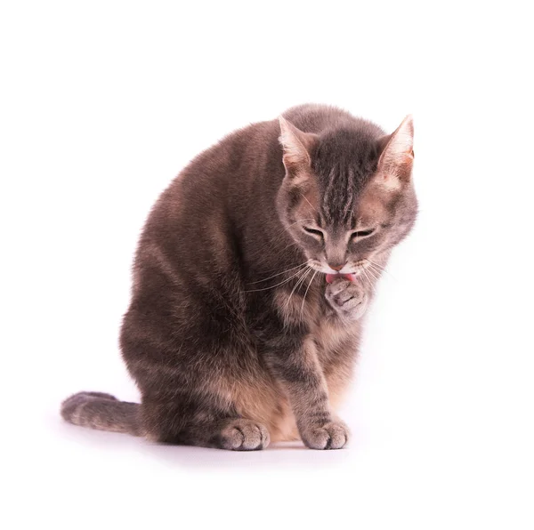 Blu tabby gatto leccare la zampa — Foto Stock