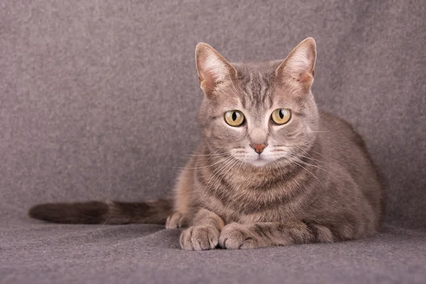 Gato tabby azul acostado sobre fondo gris claro —  Fotos de Stock