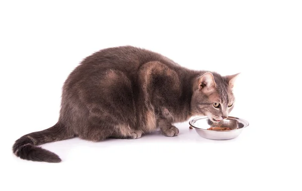 Sideshot of a blue tabby cat eating from a bowl — Stock Photo, Image