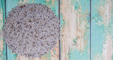 Beyaz Chia tohum kurutulmuş