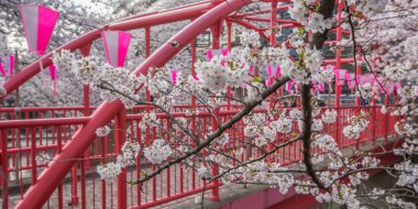 Japonya 'da kiraz çiçeği