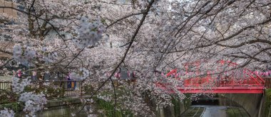 Japonya 'da kiraz çiçeği