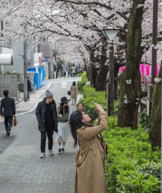 Japonya kiraz çiçeği