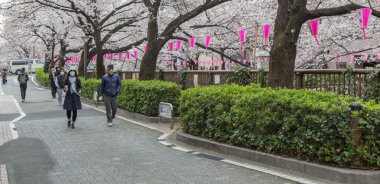 Japonya kiraz çiçeği