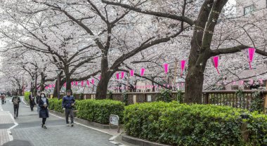 Japonya kiraz çiçeği