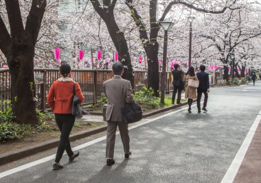 Japonya kiraz çiçeği