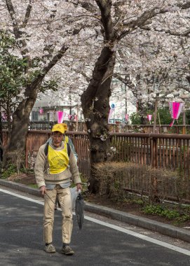 Japonya kiraz çiçeği