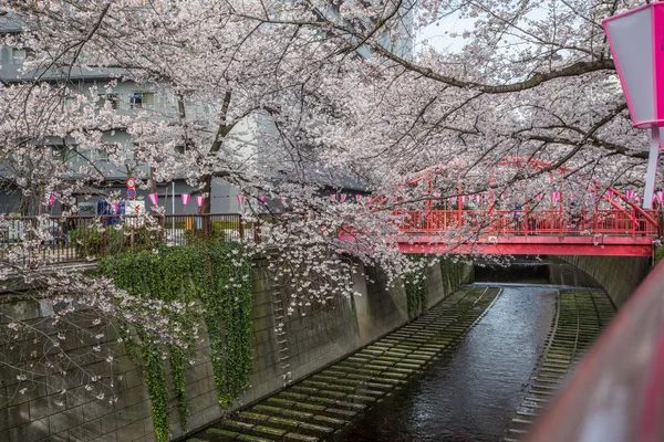 Fleur de cerisier au Japon — Photo