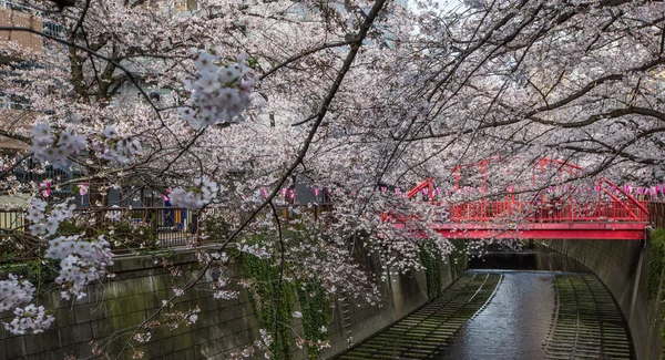 Fleur de cerisier au Japon — Photo