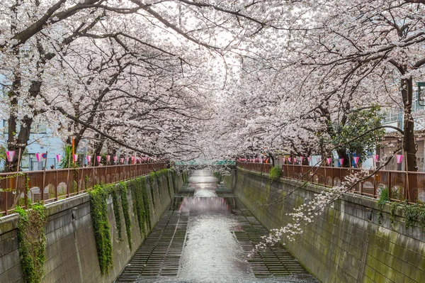 Flor de cereja no japão — Fotografia de Stock