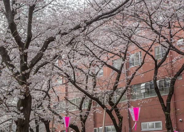 Körsbärsblomma i japan — Stockfoto