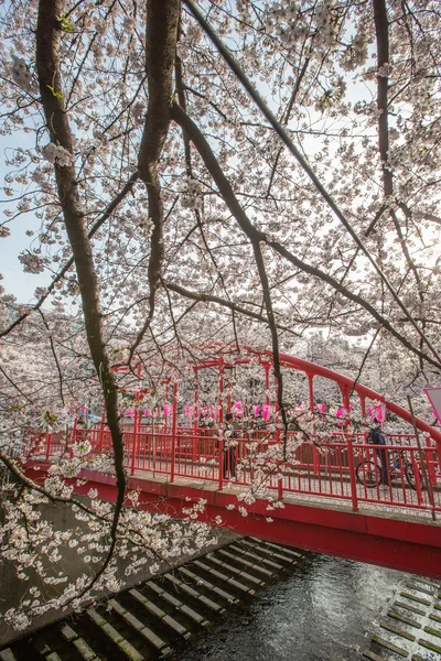 Japonya kiraz çiçeği — Stok fotoğraf