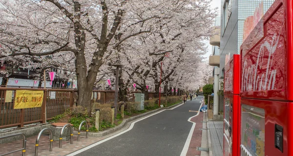 Japon fleur de cerisier — Photo