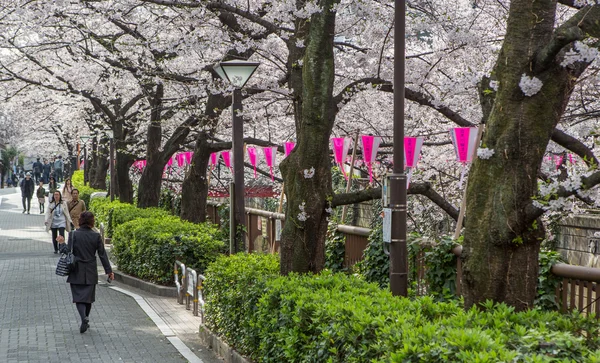 Japan cherry blossom — Stockfoto