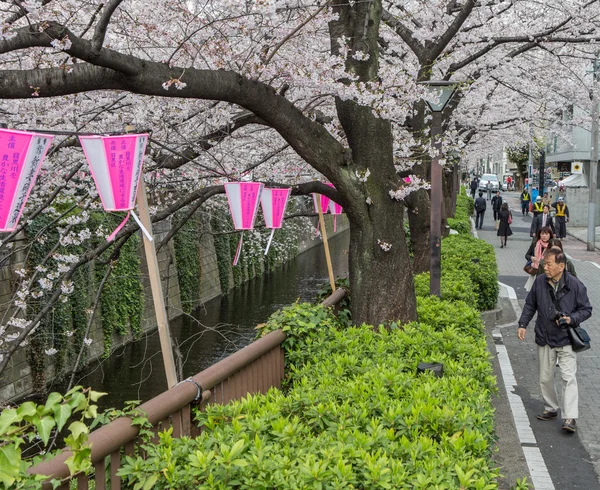 Japon fleur de cerisier — Photo