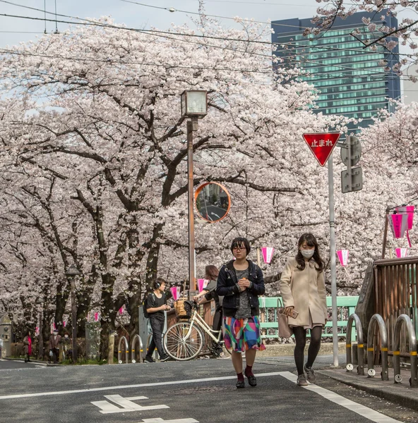 Japon fleur de cerisier — Photo