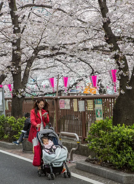 Japan cherry blossom — Stockfoto