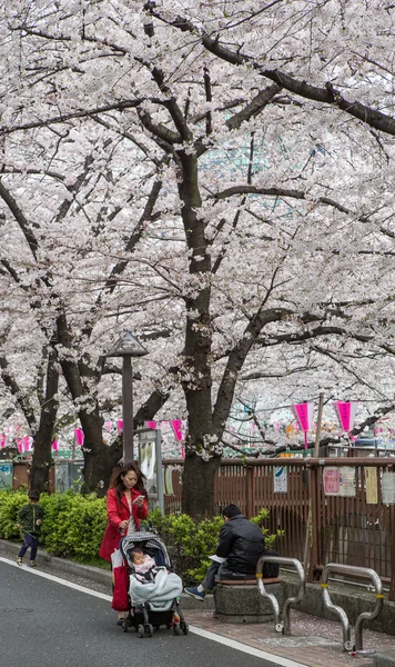 Japan cherry blossom — Stockfoto