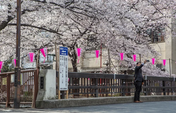 Japon fleur de cerisier — Photo