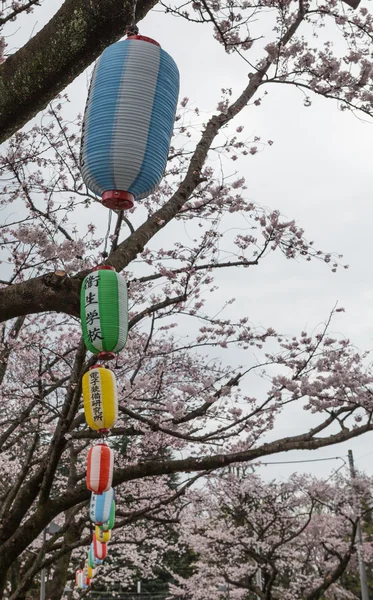 Cherry Blossom Festival, Japan — Stockfoto