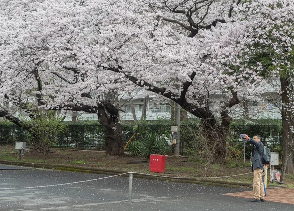 Festival de la fleur de cerisier, Japon — Photo