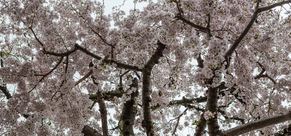 Flores de cerejeira e Sakura — Fotografia de Stock