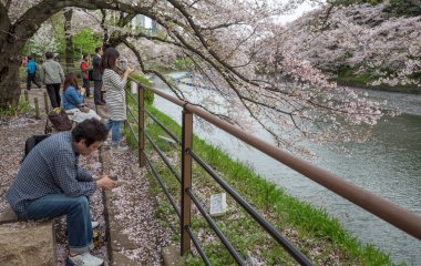 Kiraz çiçeği, Japonya