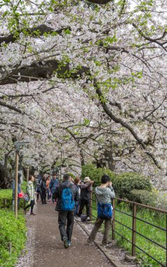 Kiraz çiçeği, Japonya