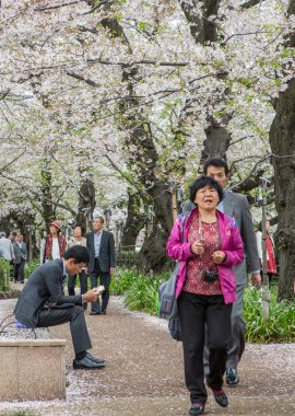 Kiraz çiçeği, Japonya