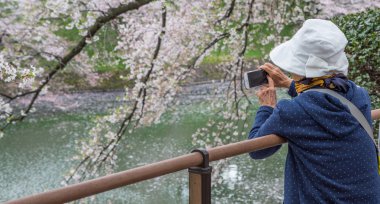 Kiraz çiçeği, Japonya