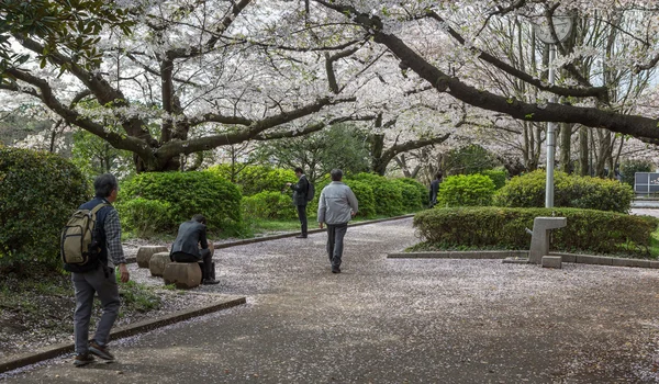 Cherry Blossom, Japan — Stockfoto