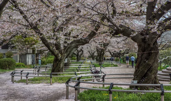 桜の花、日本 — ストック写真
