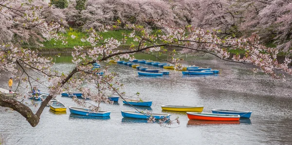 Вишневий цвіт, Японія — стокове фото