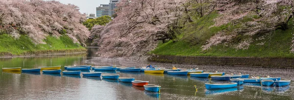 Cherry Blossom, Japão — Fotografia de Stock