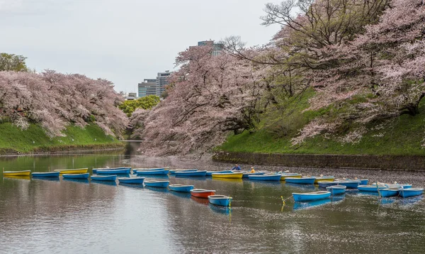 Cherry Blossom, Japan — Stockfoto