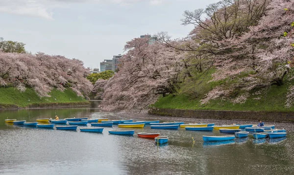 Cherry Blossom, Japão — Fotografia de Stock