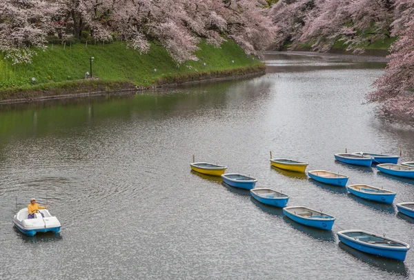 Fleur de cerisier, Japon — Photo