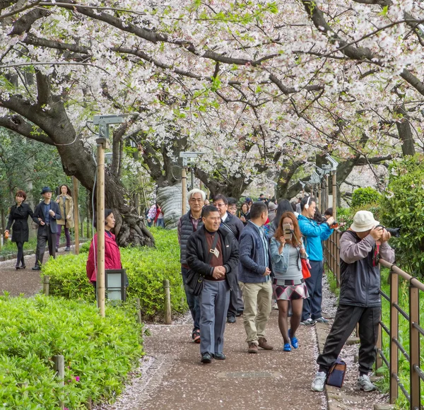 Cherry Blossom, Japan — Stockfoto