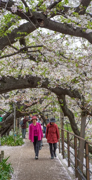 Cherry Blossom, Japan — Stockfoto