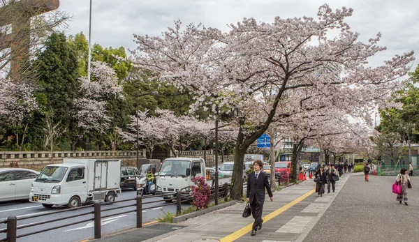 Fleur de cerisier, Japon — Photo