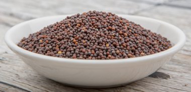 kahverengi hardal tohumu