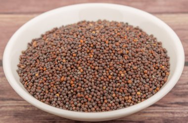 kahverengi hardal tohumu