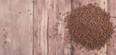 kahverengi hardal tohumu