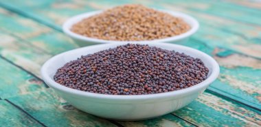 Sarı ve kahverengi hardal tohumu