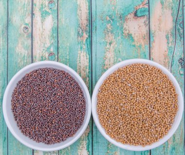 Sarı ve kahverengi hardal tohumu