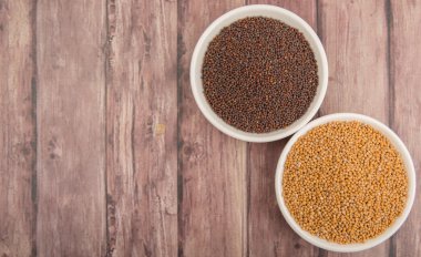 Sarı ve kahverengi hardal tohumu