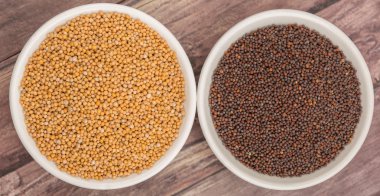 Sarı ve kahverengi hardal tohumu