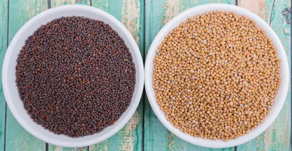 Sarı ve kahverengi hardal tohumu