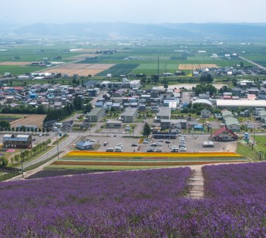 Lavanta çiçek çiçeklenme